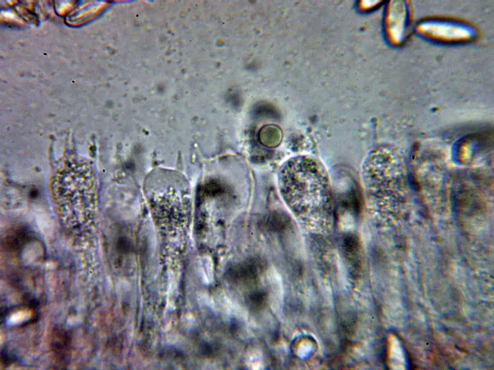 Microscopía de Lepiota erminea - 10 - Basidios tetrasporicos